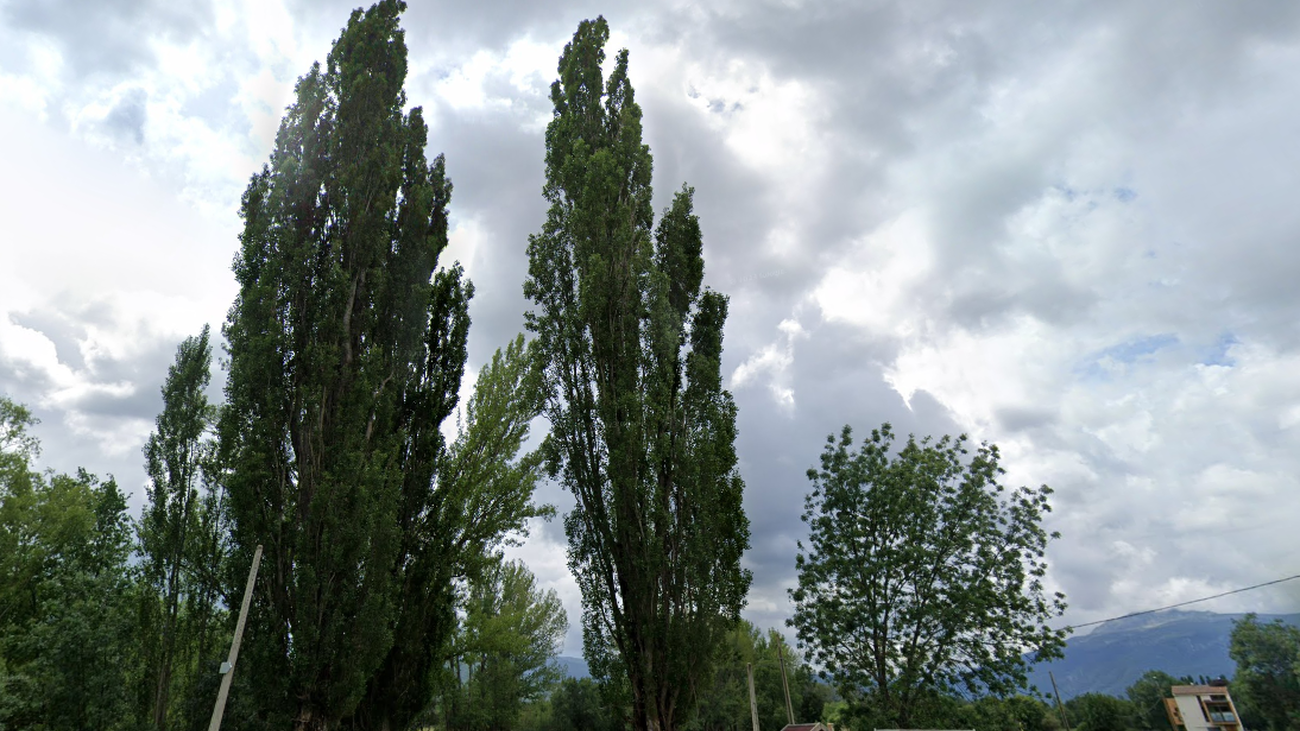 Los pueblos de Madrid y sus nombres: los árboles