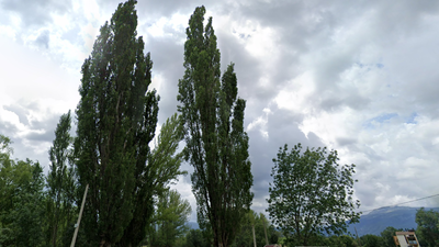 Los pueblos de Madrid y sus nombres: los árboles