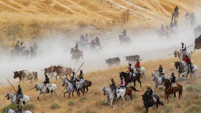 Deslucido y complicado segundo encierro en Cuéllar sin heridos y con toros de arduo manejo