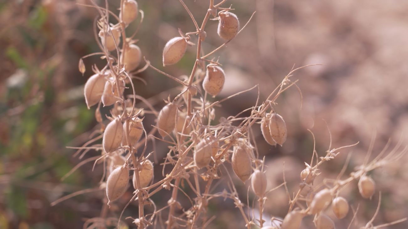 Así son los garbanzos creados desde cero por el Imidra