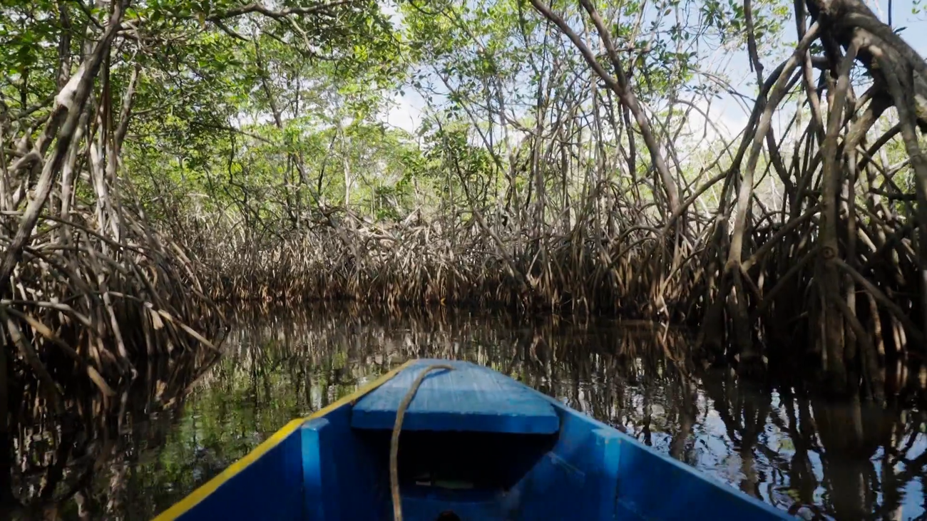 ¿Qué son los manglares y cuál es su importante función en las costas tropicales?