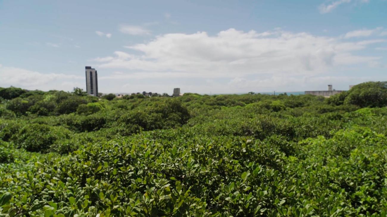 Así es el árbol frutal más grande del mundo