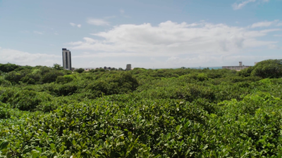 Así es el árbol frutal más grande del mundo