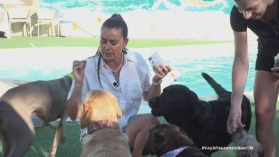 La 'Potra Salvaje' descubre el resort con piscina para perros en Las Rozas