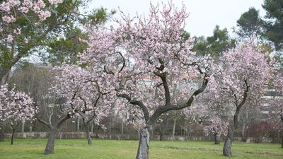 La Comunidad de Madrid declara la Quinta de los Molinos como Bien de Interés Cultural