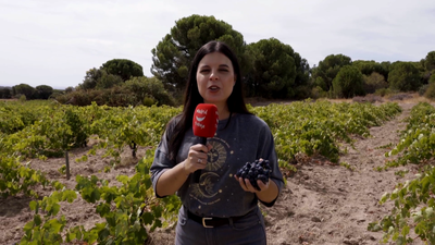 ‘No encontramos a nadie’: el desafío de vendimiar en 2025