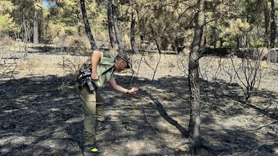 Una culebra de escalera es capturada en un domicilio de Campo Real por los agentes forestales