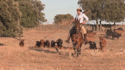 Aprendemos de 'El ganadero romántico' a desahijar becerros