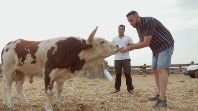 El toro 'Manolito' enamora a todo el que le conoce