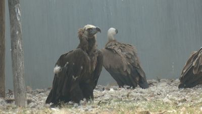 Descubrimos cómo se cuida a un buitre rescatado