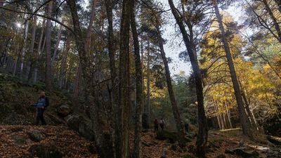 Madrid Forestal: 44 medidas para prevenir los incendios en los bosques de la región