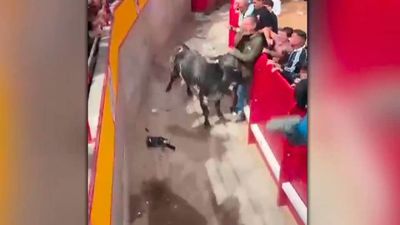 VÍDEO: Un toro siembra el pánico y hiere a varias personas en el segundo encierro nocturno de Navalcarnero