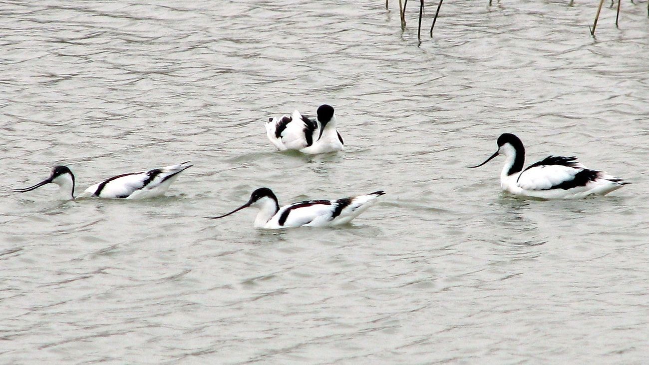 España encara un otoño con alta incidencia de gripe aviar