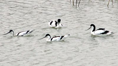 España encara un otoño con alta incidencia de gripe aviar