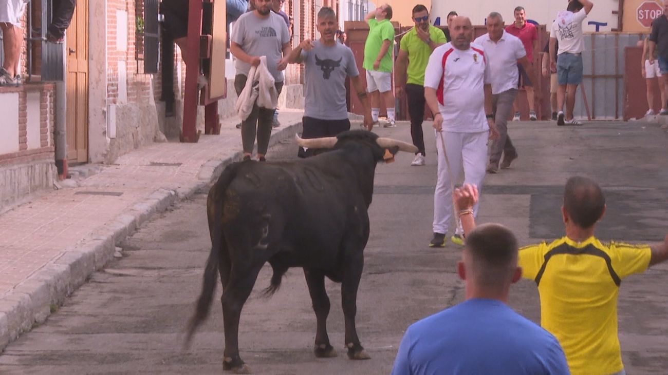 Encierro de novillos en las fiestas del Santísimo Cristo del Patrocinio en Brunete