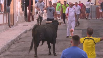 Encierro de novillos en las fiestas del Santísimo Cristo del Patrocinio en Brunete