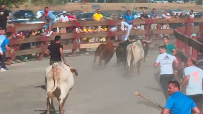 Móstoles recupera los encierros y los toros para celebrar unas fiestas vigiladas por tierra y aire