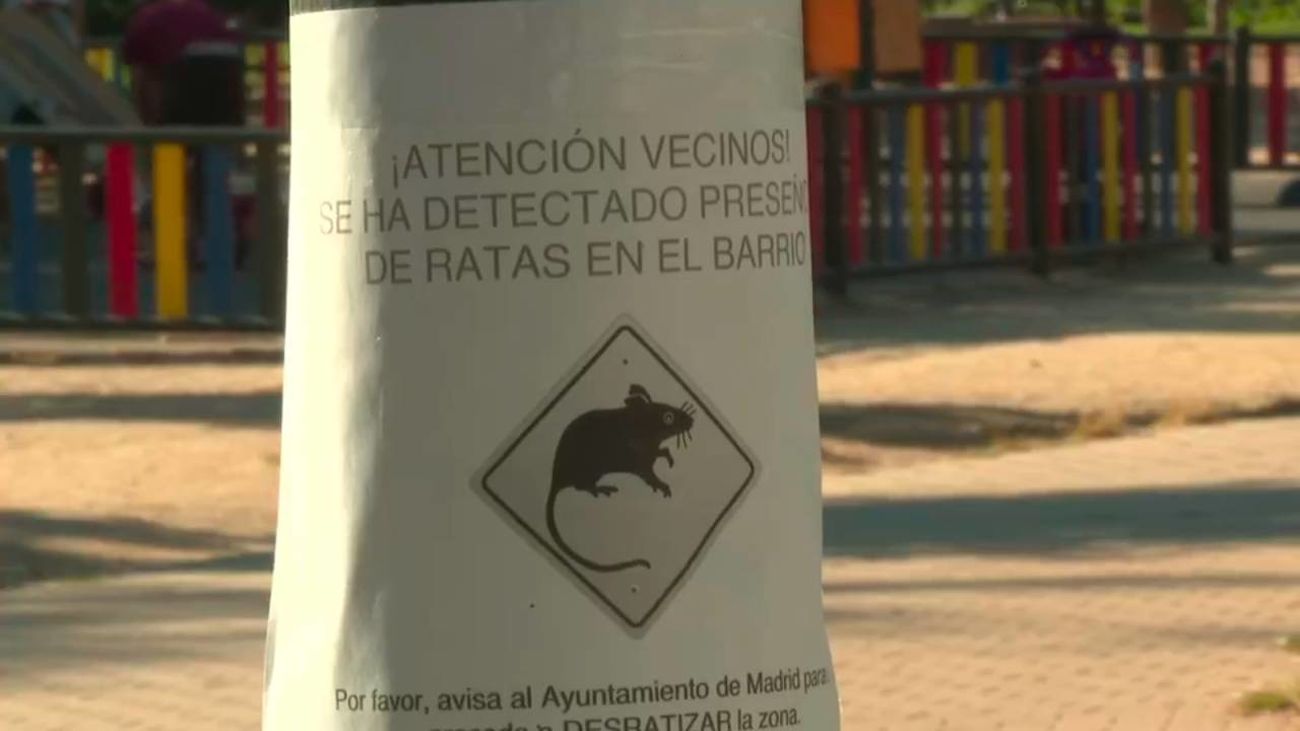 Plaga de ratas en el parque de Aluche: se han visto cerca de donde juegan los niños