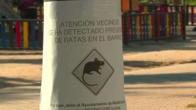 Plaga de ratas en el parque de Aluche: se han visto cerca de donde juegan los niños