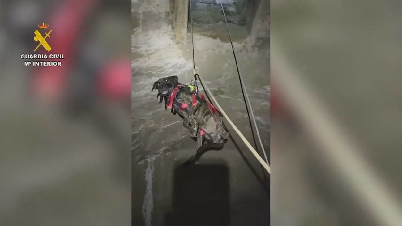 VÍDEO: Rescatan a un perro encerrado en un aljibe a ocho metros de profundidad con una reja atornillada al suelo