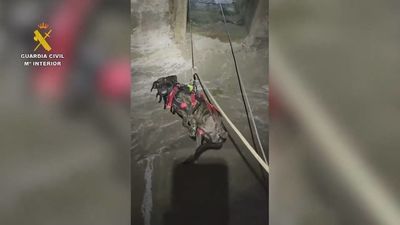 VÍDEO: Rescatan a un perro encerrado en un aljibe a ocho metros de profundidad con una reja atornillada al suelo