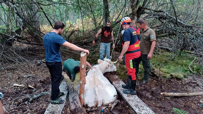 VIDEO | El laborioso rescate de una vaca atrapada en un humedal de Rascafría