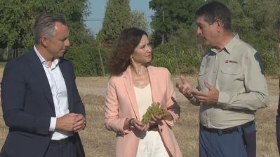 Madrid recupera la marca ‘Encinero’ de vino tinto propio y prueba con un blanco de uvas autóctonas