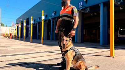 Metro de Madrid amplía la vigilancia de sus depósitos y cocheras con perros entrenados