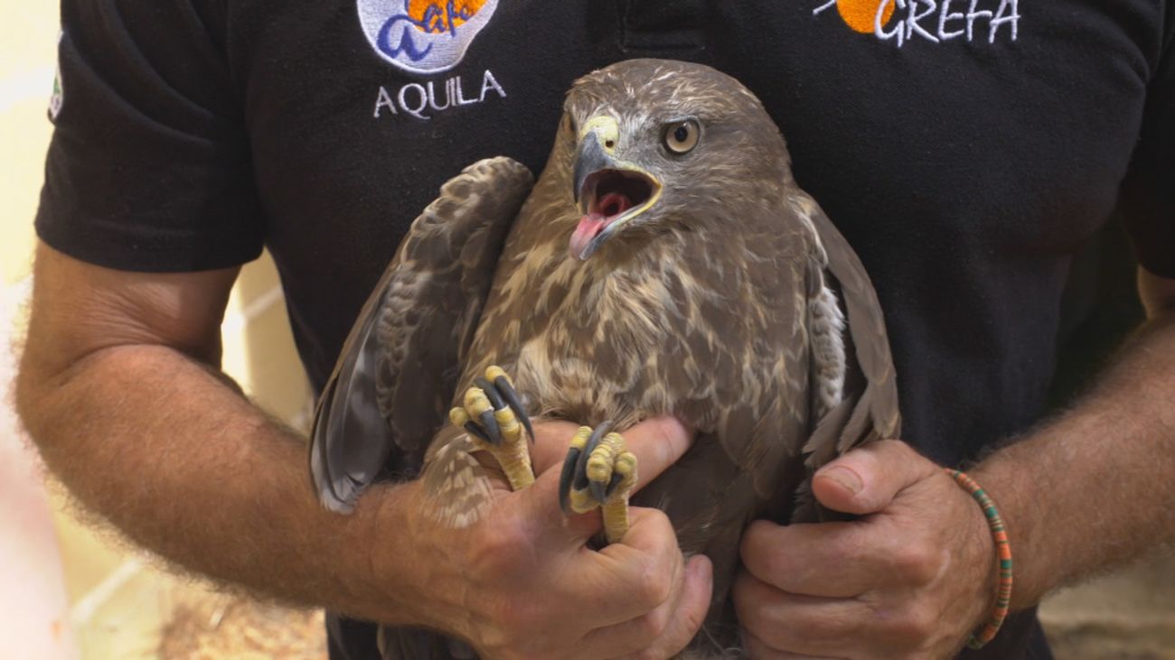 Recuperación y rehabilitación de animales en GREFA