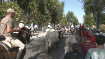 Trashumancia de bueyes y caballistas en Parla