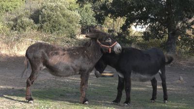 ¿Conocías estas características de la leche de burra?
