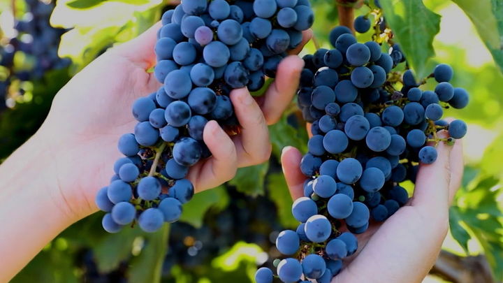 Persona sosteniendo racimos de uva