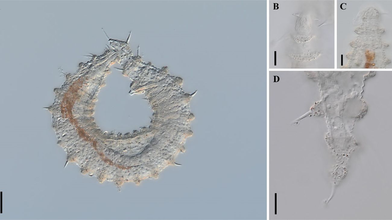Dos nuevas especies de nematodos marinos descubiertos en el Mediterráneo
