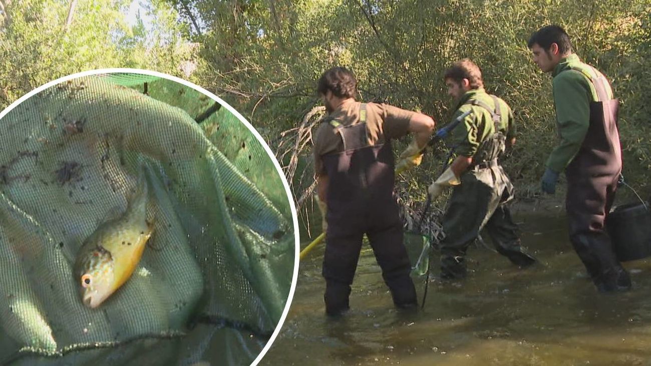 La 'Patrulla fauna', al rescate de las especies autóctonas de los ríos madrileños