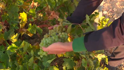 La vendimia en Madrid cae un 20% por el calor, pero gana en calidad