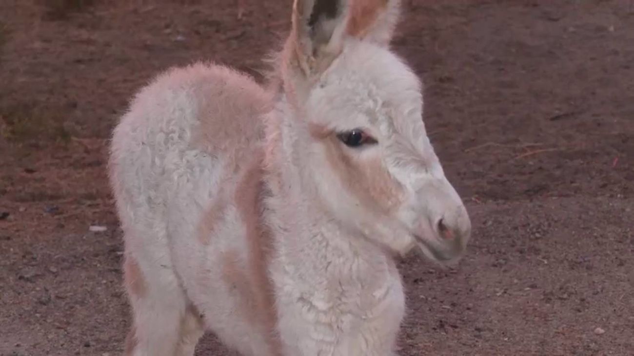 El nacimiento de la burrita Lolita devuelve la alegría a Valdemorillo un año después del asesinato de Lolo