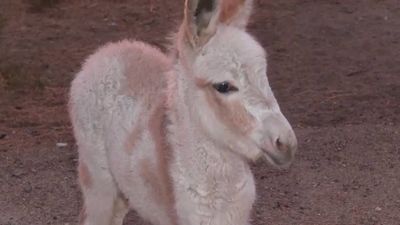 El nacimiento de la burrita Lolita devuelve la alegría a Valdemorillo un año después del asesinato de Lolo