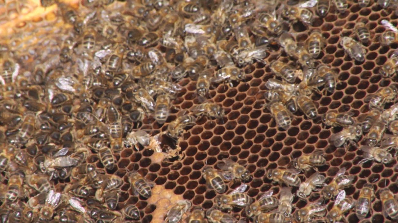 Mario Sandoval se estrena como apicultor: así es la miel única de su finca en la sierra de Madrid