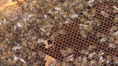 Mario Sandoval se estrena como apicultor: así es la miel única de su finca en la sierra de Madrid