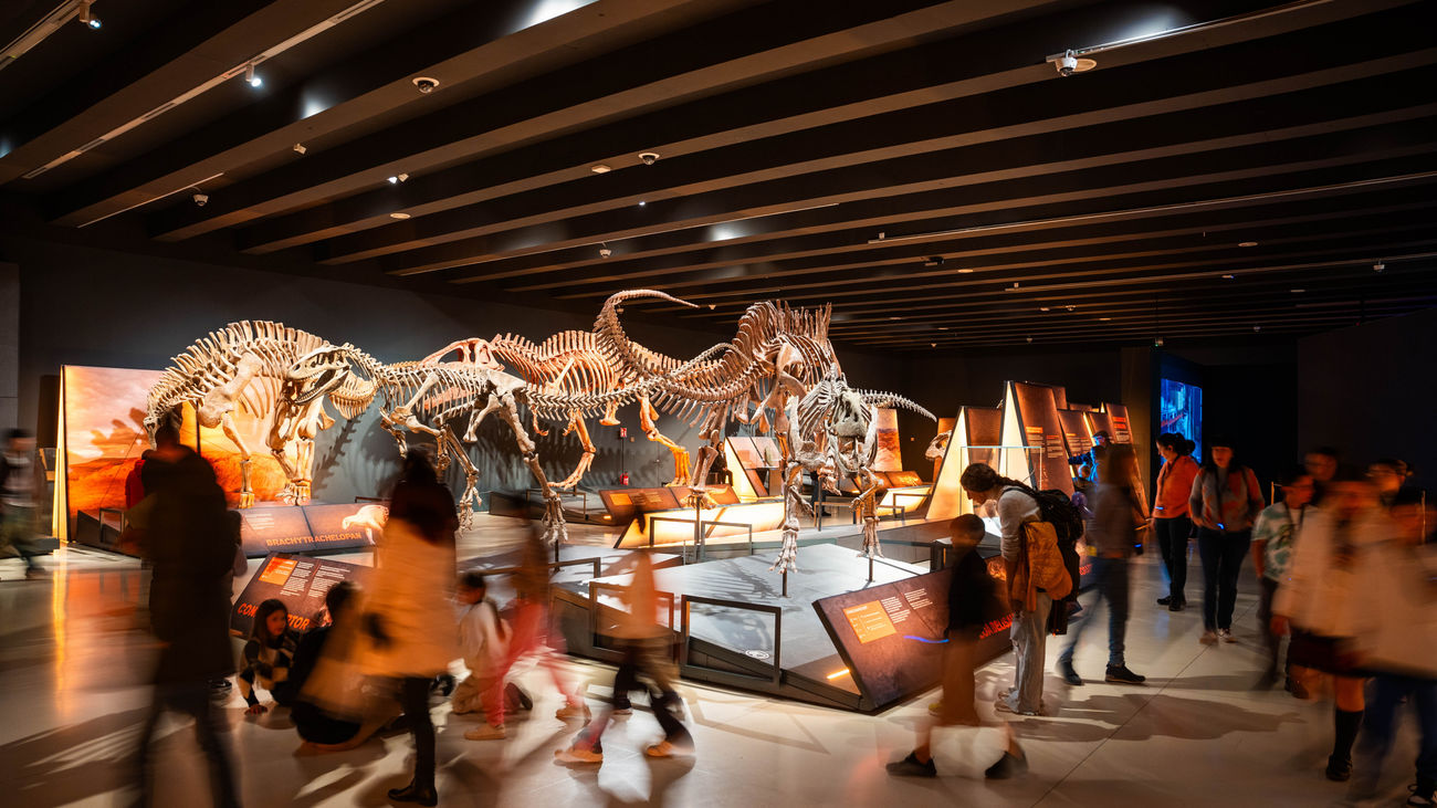 ‘Noche en el museo’ de una película de Ben Stiller a una realidad en el Museo de Ciencias Naturales