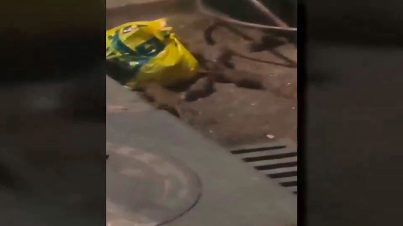 Las ratas campan a sus anchas por calles y parques de Coslada