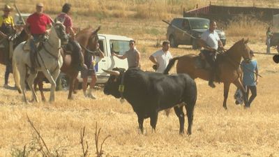 Ajalvir recupera 30 años después sus encierros camperos, únicos en la región