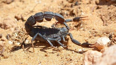 Le pica un escorpión en un hotel de Alcorcón y tiene que ser trasladada al hospital