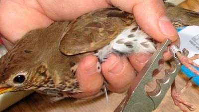 Octubre se pinta de verde en Móstoles