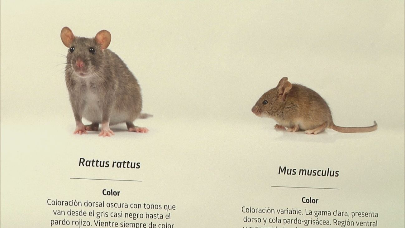 Cómo evitar que las plagas se instalen en nuestro entorno