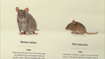 Cómo evitar que las plagas se instalen en nuestro entorno