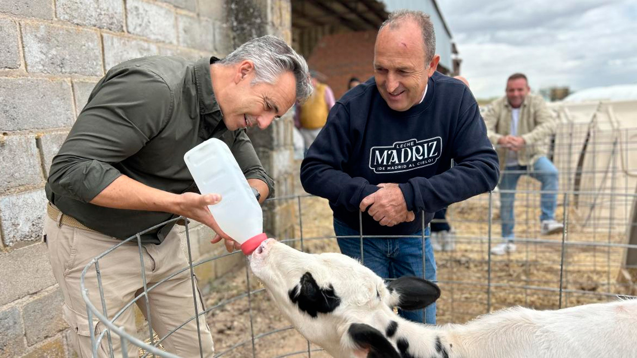 Cuatro familias madrileñas producen la única leche 100% local bajo la marca 'Madriz'