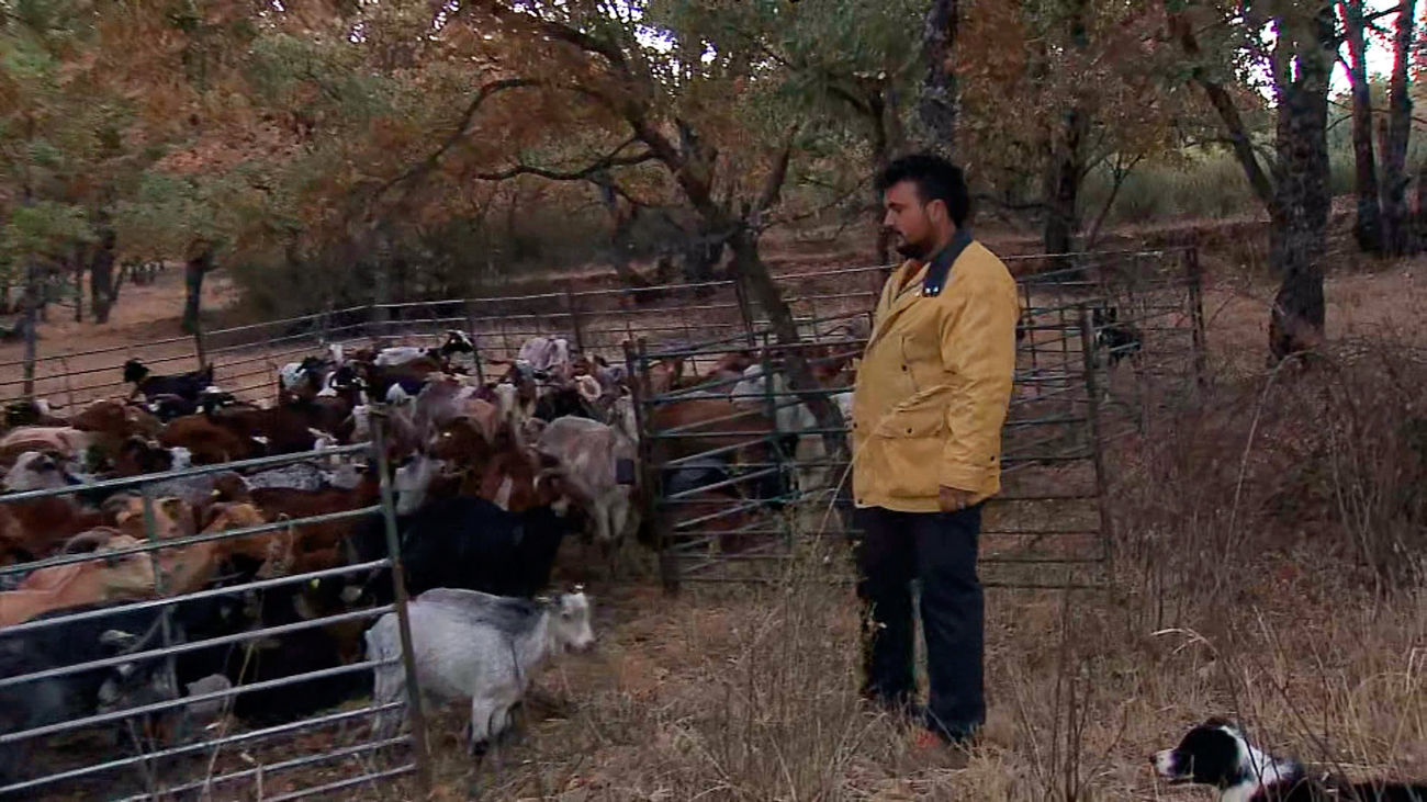 Pastoreo preventivo contra incendios: 100 ganaderías de Madrid colaboran para evitar incendios en nuestra región