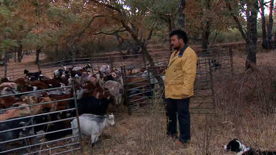 Pastoreo preventivo contra incendios: 100 ganaderías de Madrid colaboran para evitar incendios en nuestra región