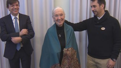 Muere a los 91 años la etóloga británica Jane Goodall, experta mundial en chimpancés
